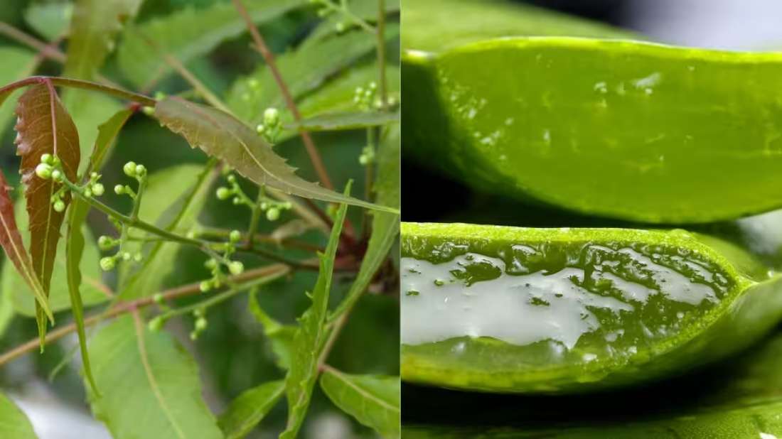 Wellhealthorganic.com : neem and aloe vera juice