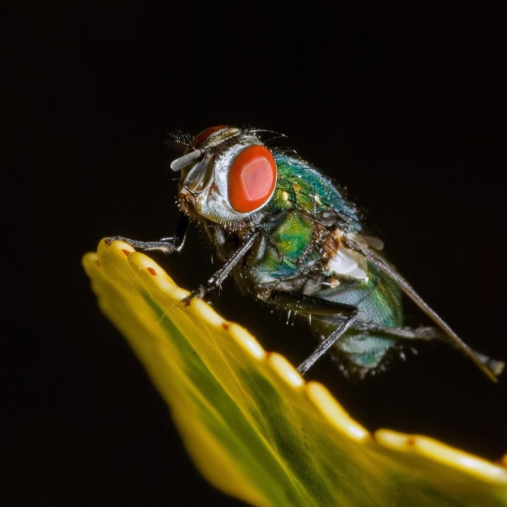 insect, moscow blue, fly, macro, near, animal, nature, leaf, the eyes, black, entomology, pentax k10