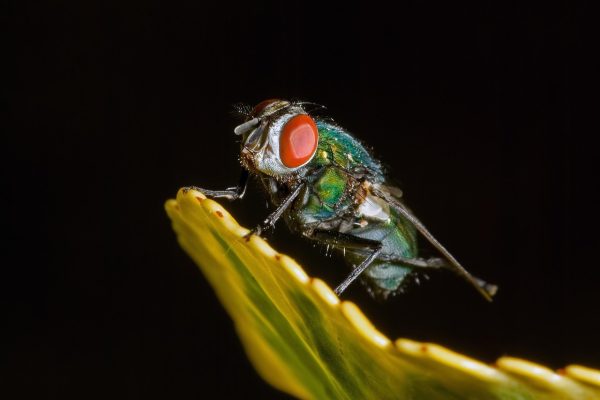 insect, moscow blue, fly, macro, near, animal, nature, leaf, the eyes, black, entomology, pentax k10