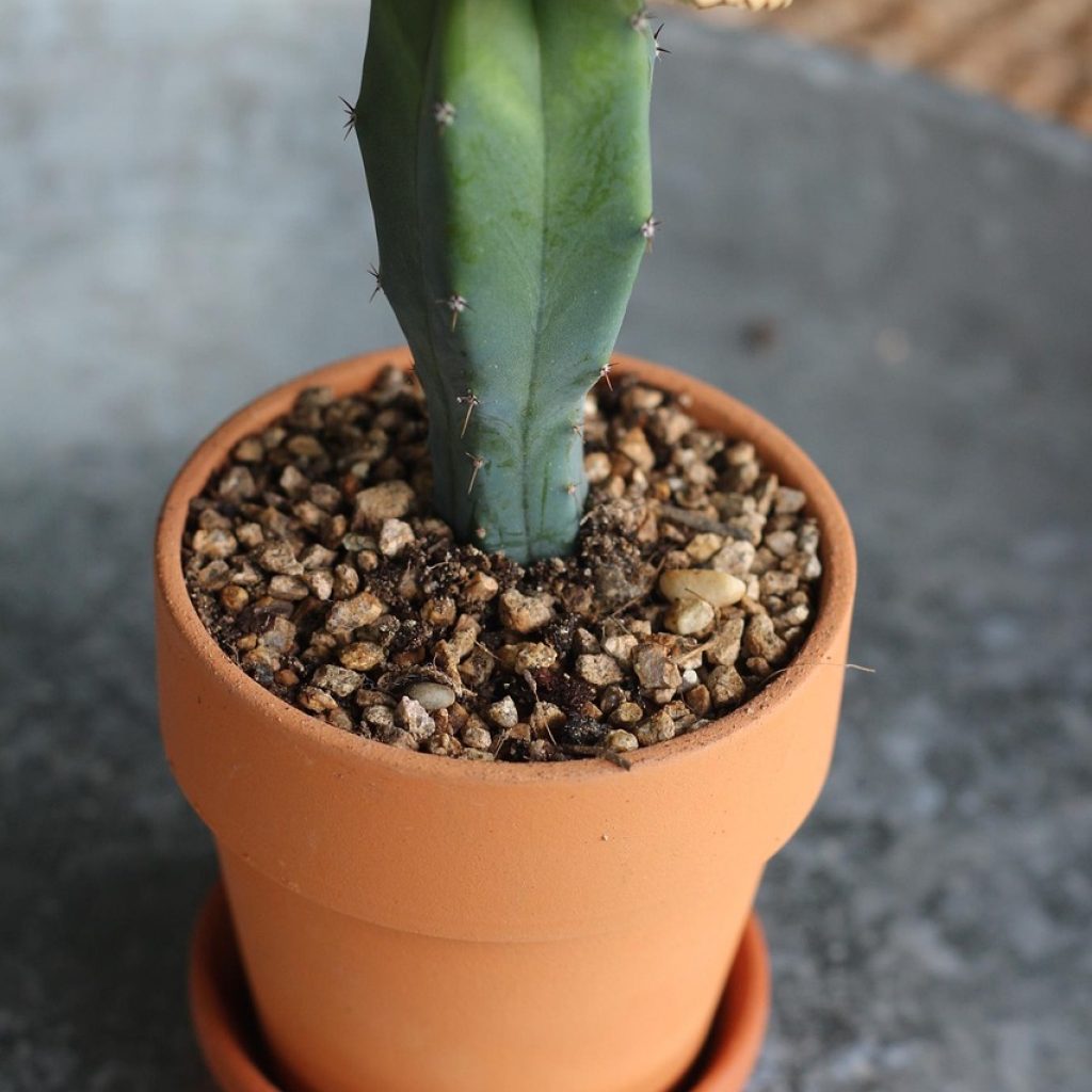 cactus, caps author a cactus, for your item, interior, soil moisture, succulents, air purification plants