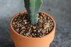 cactus, caps author a cactus, for your item, interior, soil moisture, succulents, air purification plants