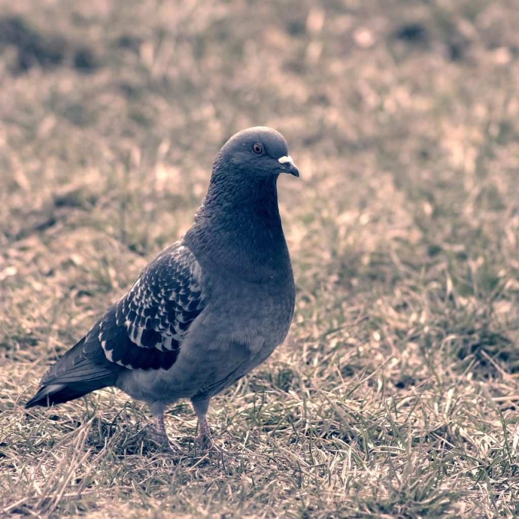 caught, bird, nature, how, they