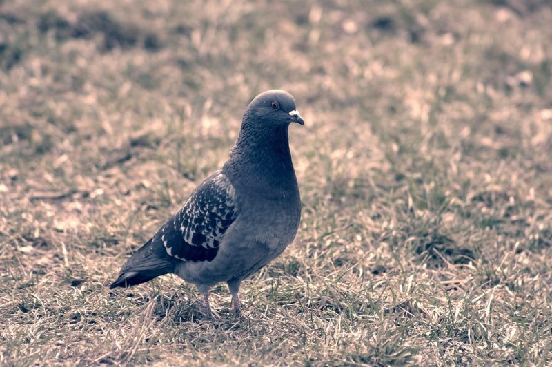 caught, bird, nature, how, they